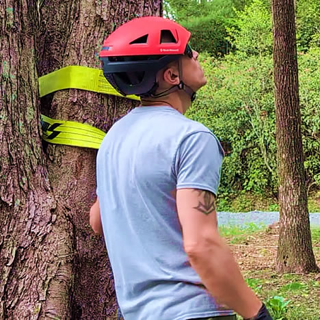 Tree Fellow